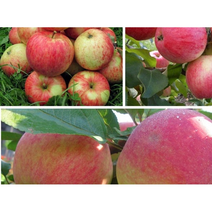 Яблоня - Плодовые деревья и кустарники - Каталог растений - lilyhammer.ru