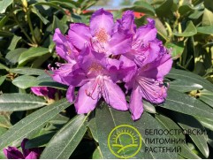 Рододендрон катевбинский "Purpureum Grandiflorum" (Контейнер 5,0л.)