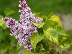 Сирень обыкновенная "Aucubaefolia" (Контейнер 2,0л.)