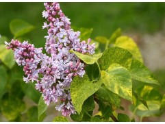 Сирень обыкновенная "Aucubaefolia" (Контейнер 3,0л.)