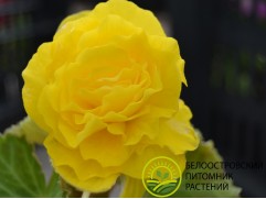 Бегония клубневая "Mocca Yellow" (Контейнер 0,5л.)