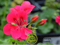 Пеларгония плющелистная "Sunflair Josina hot pink" (Контейнер 1,0л)