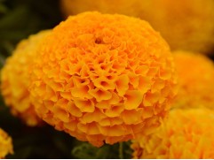 Тагетес прямостоячий "Taishan Orange" (Контейнер 0,5л)