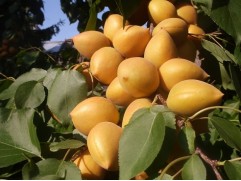 Абрикос "Манитоба" (Контейнер 7,0л.)