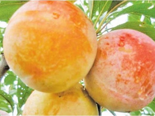 Слива "Байрон Голд" (Контейнер 7,0л.) Слива "Байрон Голд" (Контейнер 7,0л.)