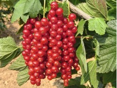 Смородина красная "Ролан" (Контейнер 3,0л.) Смородина красная "Ролан" (Контейнер 3,0л.)