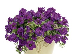 Вербена ампельная "Magelana Violet" (Декоративное кашпо 5,0л.)