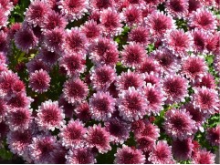 Хризантема мультифлора "Lively Pink Bicolor" (Контейнер 3,0л.)