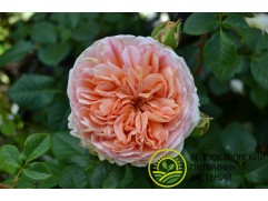 Роза английская "Abraham Darby" (Контейнер 5,0л.)