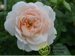 Роза английская "Crocus Rose" (Контейнер 5,0л.)