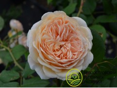 Роза английская "Crown Princess Margareta" (Контейнер 5,0л.)