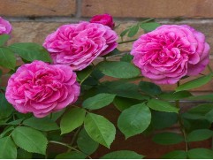 Роза английская "Gertrude Jekyll" (Контейнер 5,0л.)