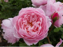 Роза английская "Alnwick Rose" (Контейнер 5,0л.)