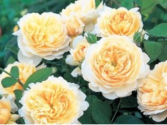 Роза штамбовая "Crocus Rose" (Контейнер 10,0л)