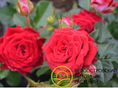 Роза спрей "Ruby Star" (Контейнер 5,0л.)