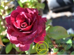 Роза флорибунда "Burgundy Ice" (Контейнер 5,0л.)