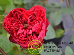 Роза чайно-гибридная "Raspberry Elegance" (Контейнер 5,0л)