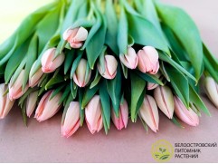 Тюльпан сорт "Thijs Boots" Тюльпан сорт "Thijs Boots"