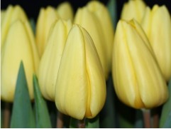 Тюльпан сорт "Creme Fraiche" Тюльпан сорт "Creme Fraiche"