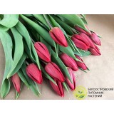 Тюльпан сорт "Strong Love"