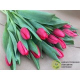 Тюльпан сорт "Surrender"