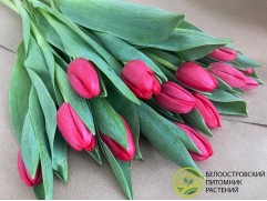 Тюльпан сорт "Surrender" Тюльпан сорт "Surrender"