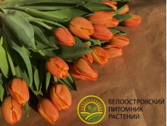 Тюльпан сорт "Time Out"