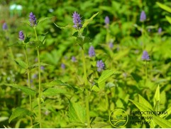 Агастахе "Blue Fortune" (Контейнер 2,0л.)