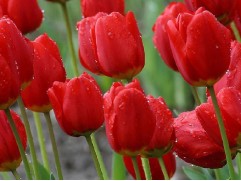 Тюльпан "Red Impression" (уп. 10 шт) 12/+