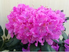 Рододендрон гибридный "Pink Purple Dream" стандарт (Контейнер 5,0л.)