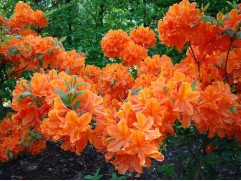 Рододендрон листопадный (азалия) "Spek's Orange" (Контейнер 5,0л) Рододендрон листопадный (азалия) "Spek's Orange" (Контейнер 5,0л)