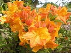 Рододендрон листопадный (азалия) "Sunte Nectarine" (Контейнер 5,0л) Рододендрон листопадный (азалия) "Sunte Nectarine" (Контейнер 5,0л)