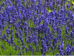 Лаванда узколистна 