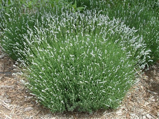 Лаванда узколистная "Alba" (Контейнер 1,5л) Лаванда узколистная "Alba" (Контейнер 1,5л)