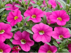 Калибрахоа "Nio Next Pink" (Декоративное кашпо 5,0л)