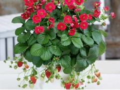 Земляника ампельная "Summer Breeze Rose" (Контейнер 1,0л) Земляника ампельная "Summer Breeze Rose" (Контейнер 1,0л)