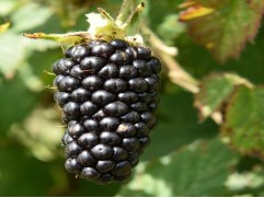 Ежевика "Black Butte" (Контейнер 3,0л)