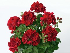 Пеларгония плющелистная "Sunflair Ruben dark red" (Контейнер 1,5л.) Пеларгония плющелистная "Sunflair Ruben dark red" (Контейнер 1,5л.)