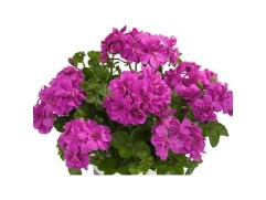 Пеларгония плющелистная "Sunflair Amethyst" (Контейнер 1,5л.) Пеларгония плющелистная "Sunflair Amethyst" (Контейнер 1,5л.)