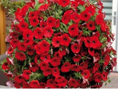 Петуния ампельная "Helena Ruby Red" (Контейнер 1,0л) Петуния ампельная "Helena Ruby Red" (Контейнер 1,0л)