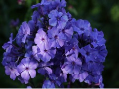 Флокс метельчатый "Blue Paradise" (Контейнер 1,0л) Флокс метельчатый "Blue Paradise" (Контейнер 1,0л)