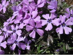 Флокс шиловидный "Purple Beauty" (Контейнер 1,0л.)