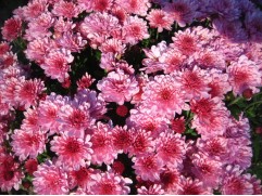 Хризантема мультифлора "Banquet Pink Bicolor" Контейнер 3,0 л