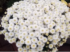 Хризантема мультифлора "Chrysanthemum Homerun White" Контейнер 3.0 л Хризантема мультифлора "Chrysanthemum Homerun White" Контейнер 3.0 л