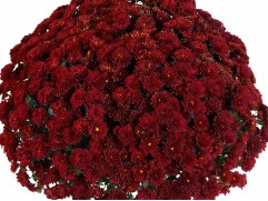 Хризантема мультифлора "Chrysanthemum Seaside Red" (Контейнер 3,0л) Хризантема мультифлора "Chrysanthemum Seaside Red" (Контейнер 3,0л)