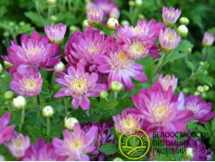 Хризантема мультифлора "Chrysanthemum Shore Appleblossom" (Контейнер 3,0л)