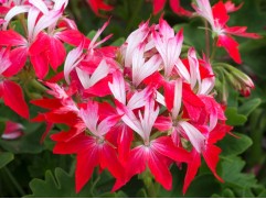 Пеларгония зональная "Summer Twist Red-White" (Контейнер 1,0) (2) Пеларгония зональная "Summer Twist Red-White" (Контейнер 1,0) (2)