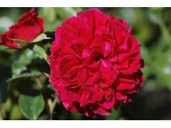 Роза флорибунда "Red Leonardo da Vinci" Роза флорибунда "Red Leonardo da Vinci"