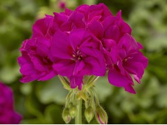 Пеларгония зональная "Castello Lea Violet" (Контейнер 1,5л) Пеларгония зональная "Castello Lea Violet" (Контейнер 1,5л)
