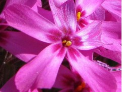Флокс шиловидный "Atropurpurea" (Контейнер 2,0 л)